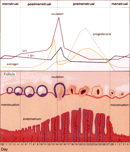 Hormonal Treatment for Infertility