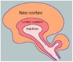 cortex
